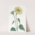 Trumpet-stalked Sun-flower by Sydenham Edwards