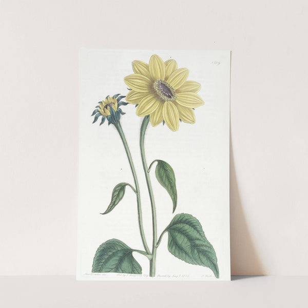Trumpet-stalked Sun-flower by Sydenham Edwards