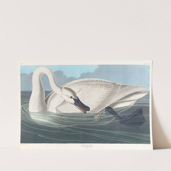 Trumpeter swan (1827–1838) by John James Audubon