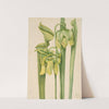 Trumpetleaf (Sarracenia flava) (1920) by Mary Vaux Walcott