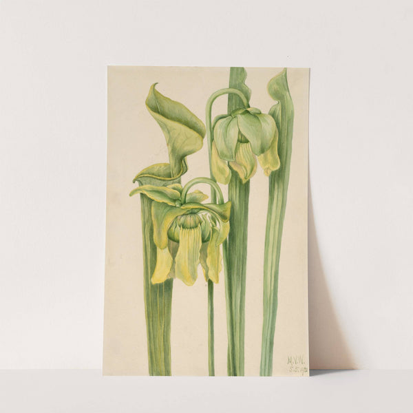 Trumpetleaf (Sarracenia flava) (1920) by Mary Vaux Walcott