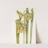 Trumpetleaf (Sarracenia flava) (1925) by Mary Vaux Walcott