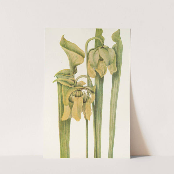 Trumpetleaf (Sarracenia flava) (1925) by Mary Vaux Walcott