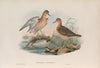 Tryngites rufescens. Buff-breasted Sandpiper. (1862-1873)