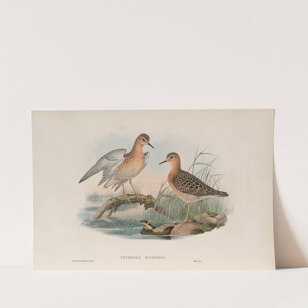 Tryngites rufescens. Buff-breasted Sandpiper. (1862-1873) by John Gould