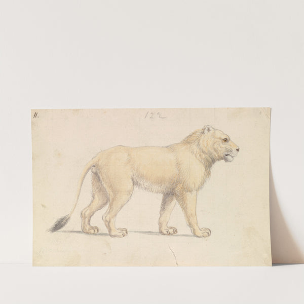 Tsavo Lion (1837) by Charles Hamilton Smith