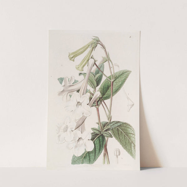 Tube-flowered Gloxinia by Sydenham Edwards