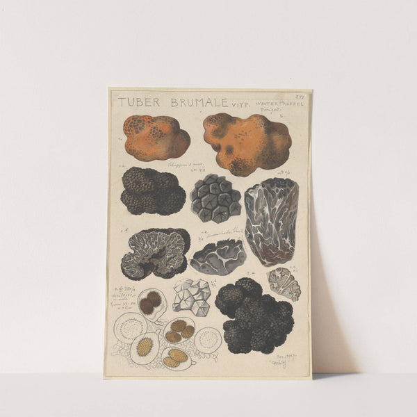 Tuber brumale (1915-1945) by Hans Walty