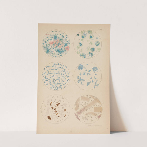 Tubercle Bacilli and Other Bacterium by Hermann Rieder