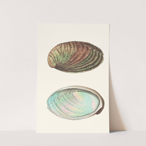 Tuberculated Haliotis (1789-1813) by George Shaw