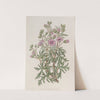 Tuberous Geranium, branched variety by Sydenham Edwards