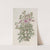 Tuberous Geranium, branched variety by Sydenham Edwards