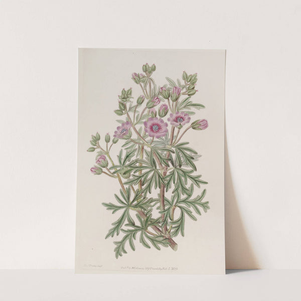 Tuberous Geranium, branched variety by Sydenham Edwards