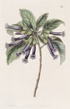 Tubular Iochrome