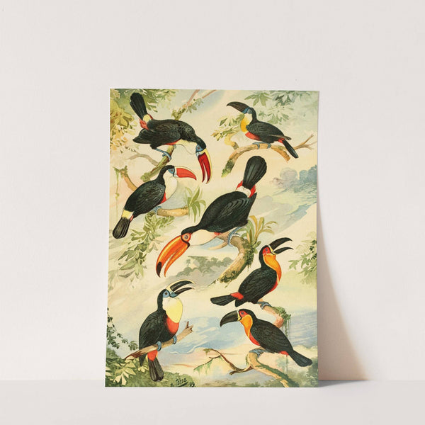 Tucános by Emil August Göldi