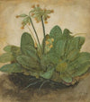 Tuft of Cowslips