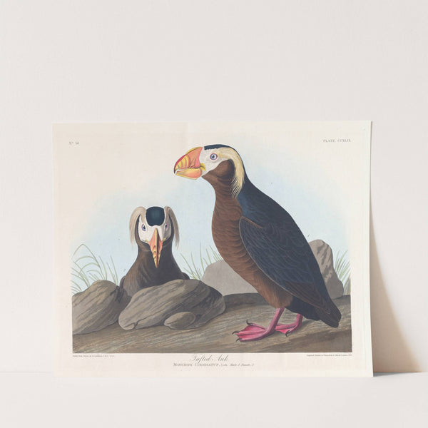 Tufted auk (1827–1838) by John James Audubon