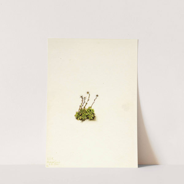 Tufted Saxifrage (Saxifraga caespitosa) (1921) by Mary Vaux Walcott