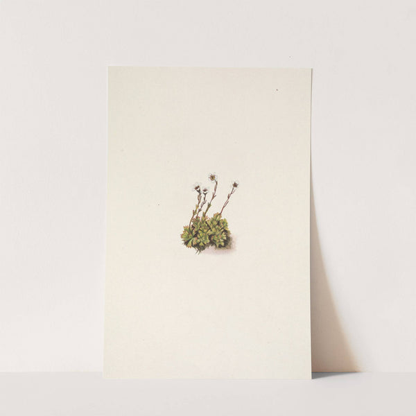 Tufted Saxifrage. Saxifraga caespitosa (1925) by Mary Vaux Walcott