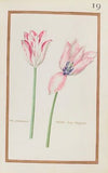 Tul. printaniere ; tulipe drap dargeant (1624)