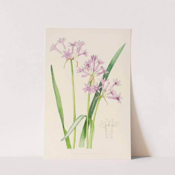 Tulbaghia Violacea by Illtyd Buller Pole-Evans
