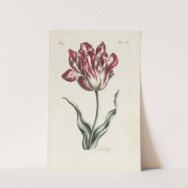 Tulip (1770) by Carington Bowles