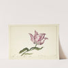 Tulip by Anna Cornelia Moda