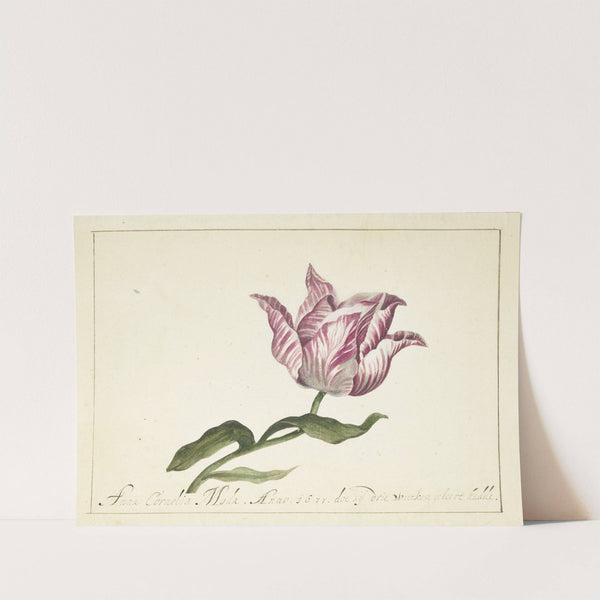 Tulip by Anna Cornelia Moda