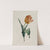 Tulip by Valentine Bartholomew