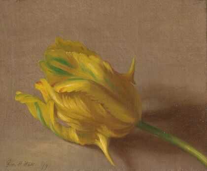 Tulip (1869)