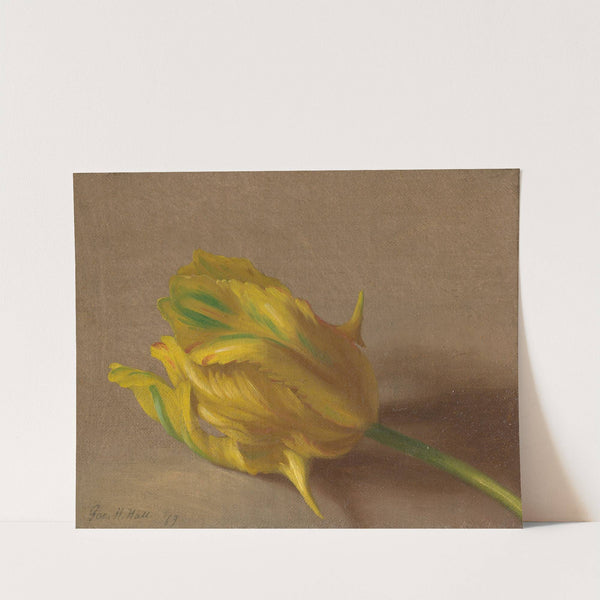 Tulip (1869) by George Henry Hall