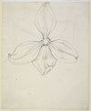 Tulip blossom