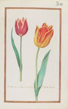 Tulipa atro. rubens oris sulphureis ; tulipa ducalis (1624)