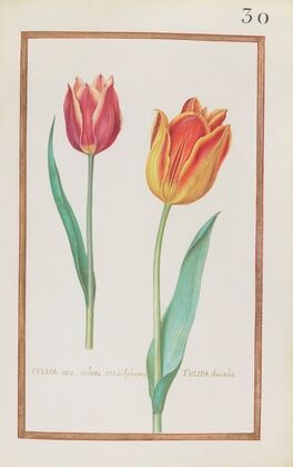 Tulipa atro. rubens oris sulphureis ; tulipa ducalis (1624)