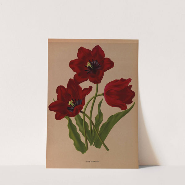 Tulipa Gesneriana (1872-1881) by Arentina Hendrica Arendsen
