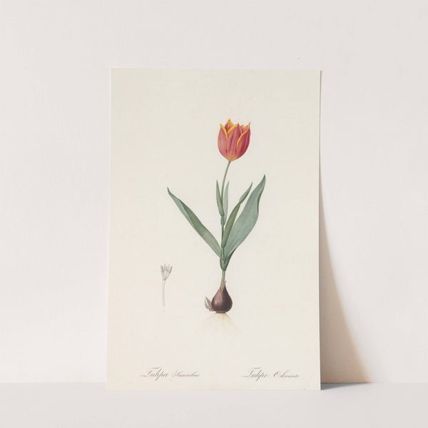 Tulipa suaveolens (1802-1816) by Pierre Joseph Redouté