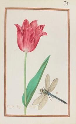 Tulipe drap d’argeant (1624)