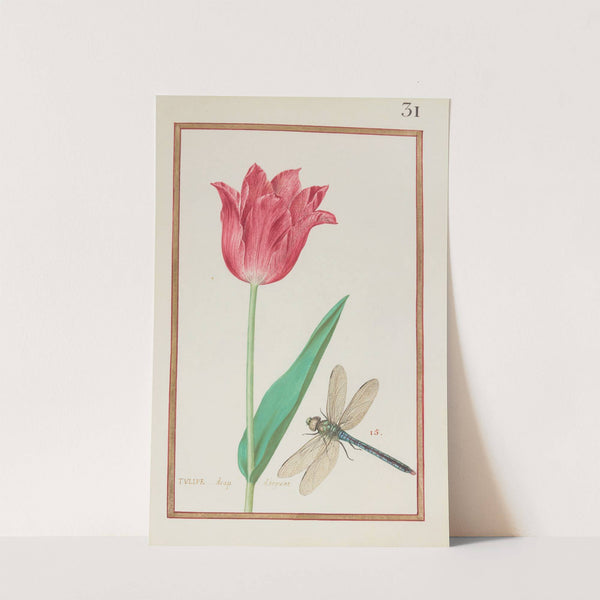 Tulipe drap d’argeant (1624) by Daniel Rabel