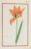 Tulipe drp dor (1624)