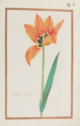 Tulipe drp dor (1624)