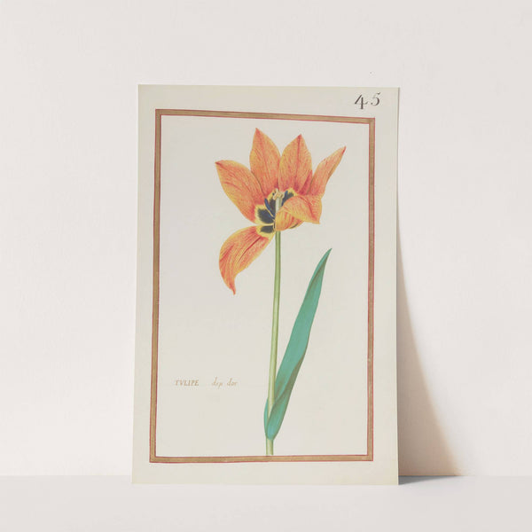 Tulipe drp dor (1624) by Daniel Rabel