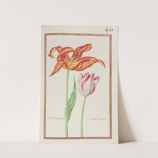 Tulipe flamboiante (1624) by Daniel Rabel