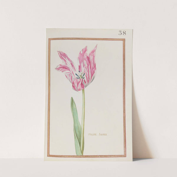 Tulipe jaspee (1624) by Daniel Rabel