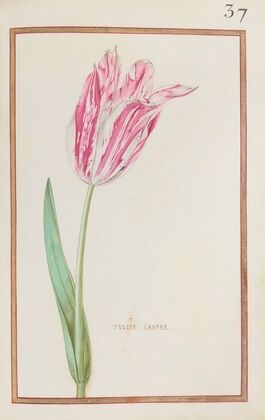 Tulipe jaspee (1624)