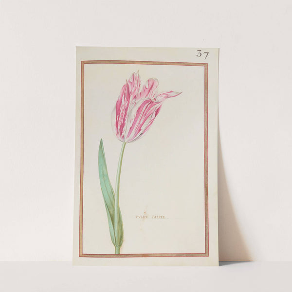 Tulipe jaspee (1624) by Daniel Rabel