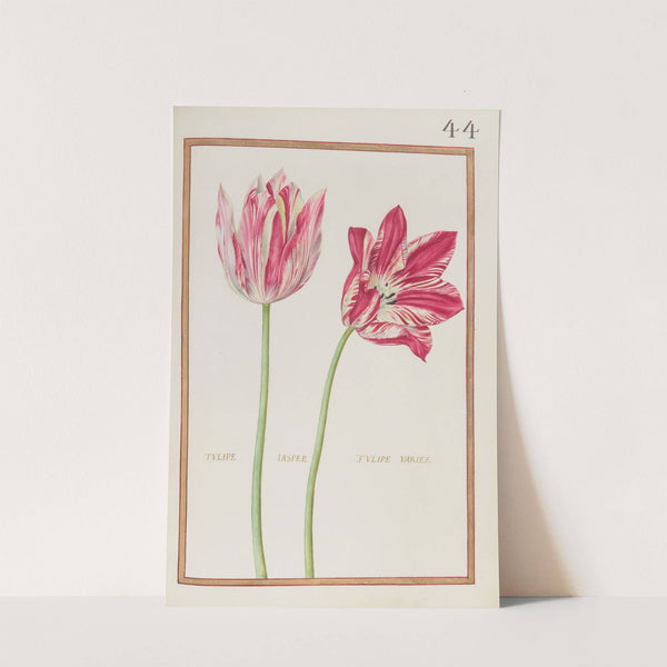 Tulipe jaspee ; tulipe variee (1624) by Daniel Rabel