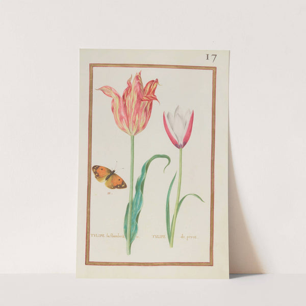 Tulipe la flamboiante ; tulipe de perce (1624) by Daniel Rabel
