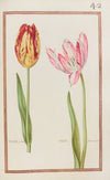 Tulipe paletot ; tulipe printaniere (1624)