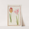 Tulipe paletot ; tulipe printaniere (1624) by Daniel Rabel