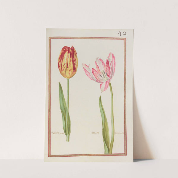Tulipe paletot ; tulipe printaniere (1624) by Daniel Rabel